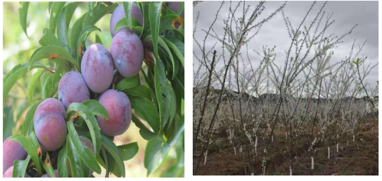 1568097726970122.png 106.png