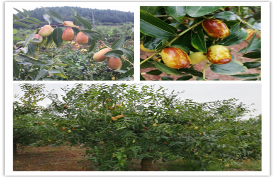 1568099428252511.png 117.png