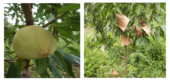 不忘初心 牢记使命 致力脱贫攻坚 助力乡村振兴 -----江油扶贫调研 东坪村茶叶寿桃 开辟致富路