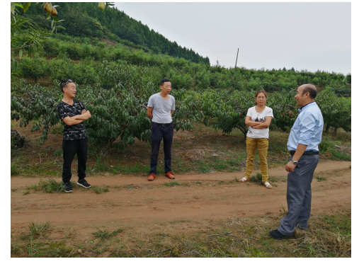 荣发村枣树种植基地 致力“脱贫致富”